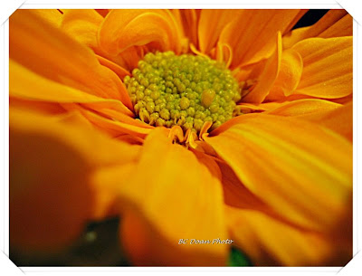 orange flowers bouquet. Orange Flower