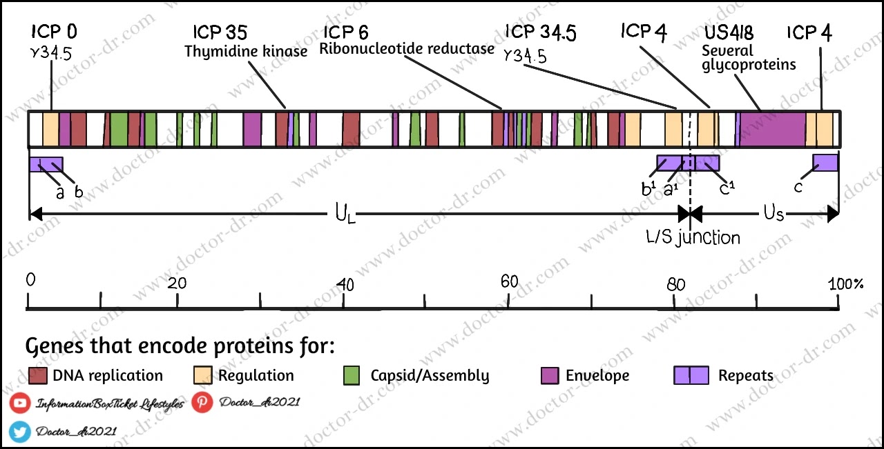 Genome of Herpes simplex virus 1 (HSV-1)