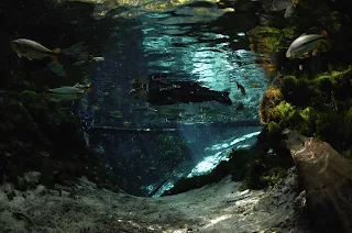 Turista buceando entre los peces, en aguas cristalinas