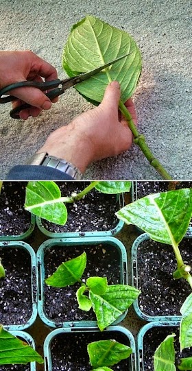 #Plants : How to Grow Hydrangea From Cutting ?