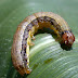 KIWAVI JESHI VAMIZI [Fall Armyworm] MDUDU HATARI KWA ZAO LA MAHINDI