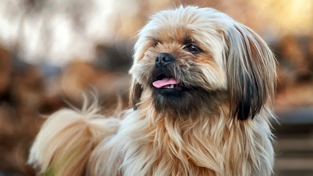 Shih Tzu