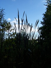 Great Reedmace otherwise known as Bulrush at twilight or dusk - this particular specimen was approximately 8 feet or more in height