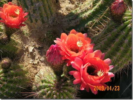 Jean Waller's garden
