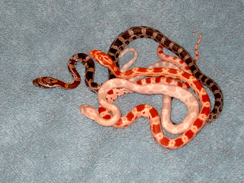 Corn Snake | Wild Life Animal