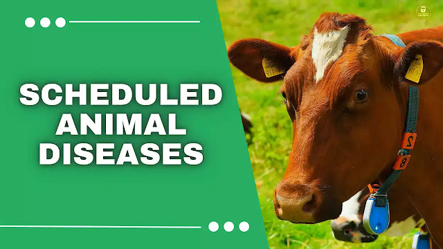 animal diseases,animals diseases list,common animal diseases,animal disease ,viral disease in animals,list of viral diseases in animals,animal viral diseases list,Animal Becterial Disease ,Protozoal Diseases, Mycoplsam Disease,Fungal Disease