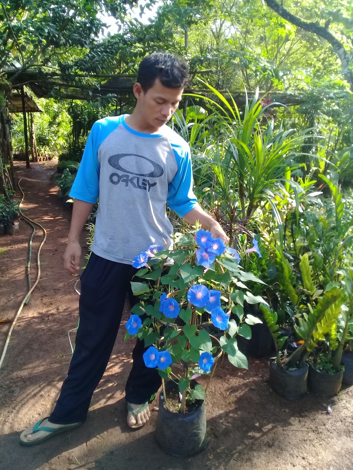 Jual Tanaman Rambat Morning Glory Tanaman Rambat Kanopi TUKANG