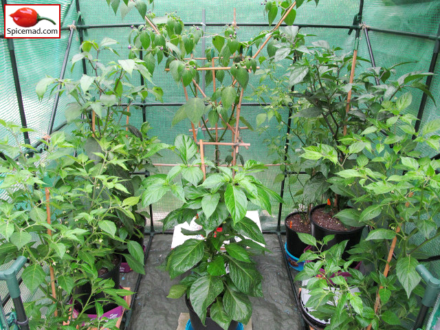 Chilli Plants in the Greenhouse - 13th July 2020