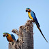 Arara-canindé: uma das mais belas aves do Brasil