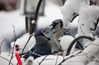 Blue jays squabbling – Souris, PEI – Jan. 2, 2018 – © Wanda Bailey