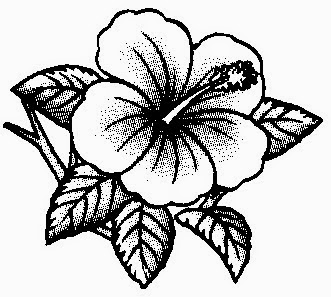 Dunia Sekolah Gambar Hitam  Putih  Drawing Bunga  Pokok
