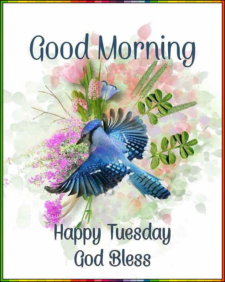 happy tuesday images
