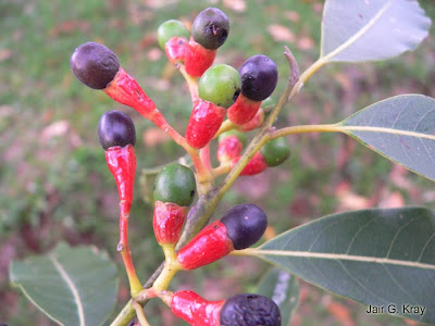 Canela guaica Ocotea puberula