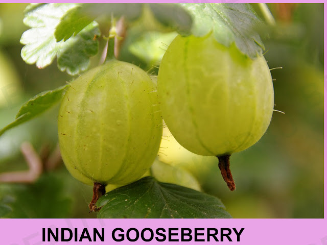 indian gooseberry