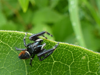 Phidippus clarus - Araignée sauteuse 