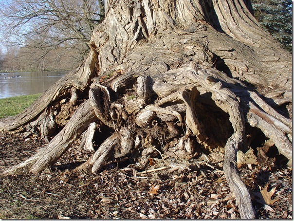 Willow roots