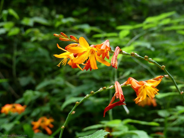 bright flowers