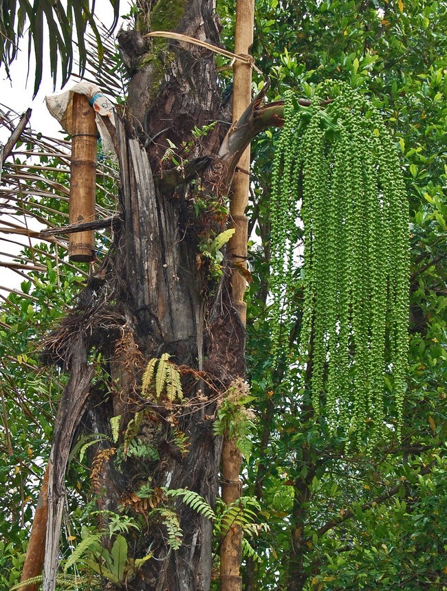 Mystery In The World Nama Pohon Tanaman Langka Indonesia