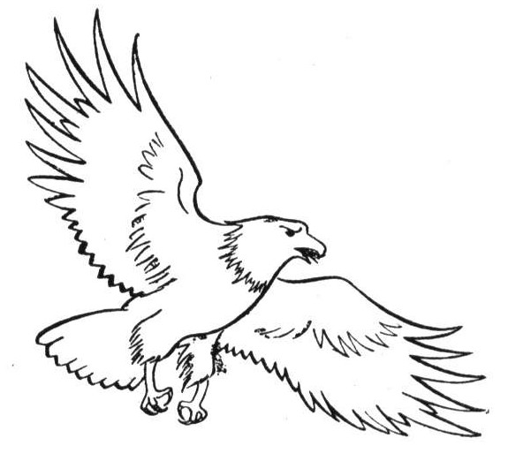 Sketsa Gambar Burung Elang