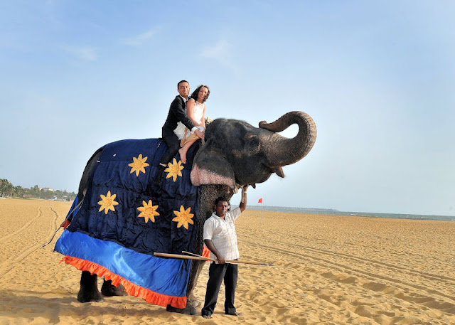 Hochzeit Glückselefant Sri Lanka - Kundenfoto