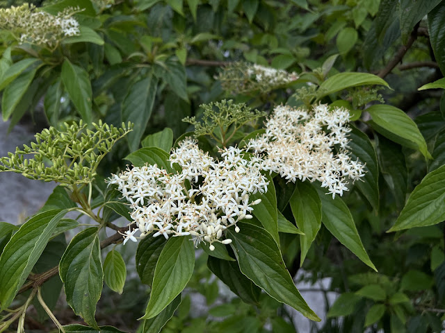 ✜ 能高賽德克之春 🌿  梜木