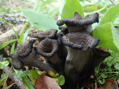 Lejkowiec dęty Craterellus cornucopioides