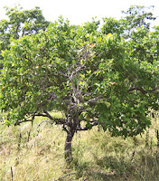 arbol chaparro