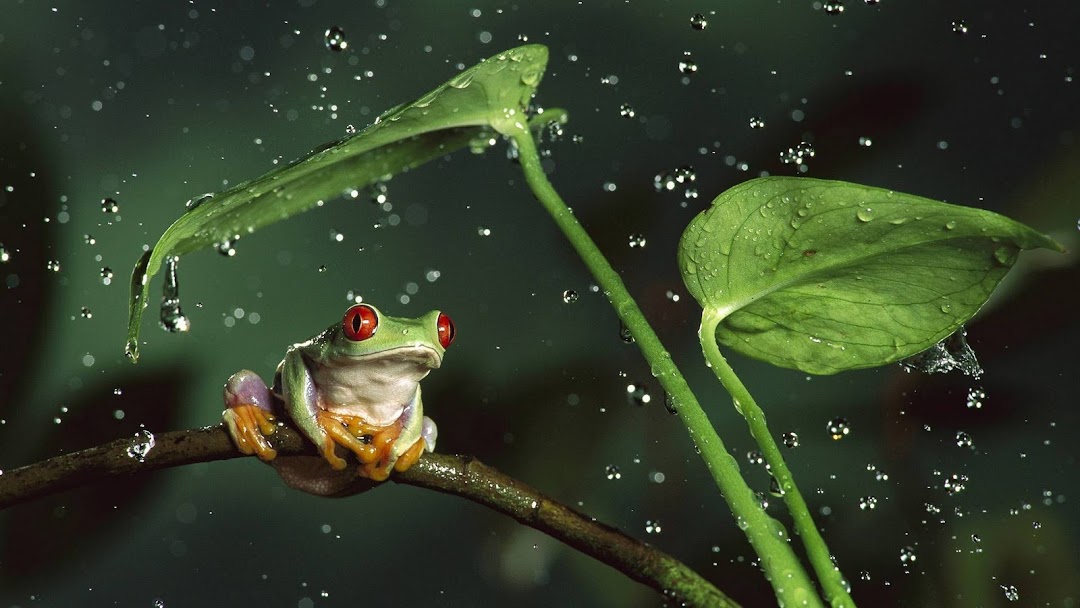 Frog HD Wallpaper 4