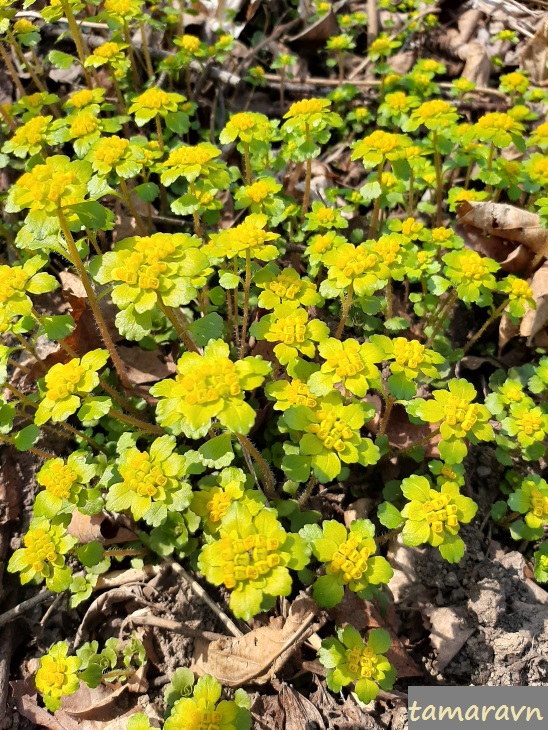 Селезёночник волосистый (Chrysosplenium pilosum)