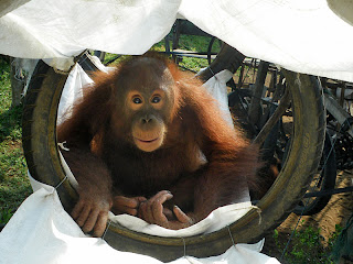 Sindi enjoying her hammock