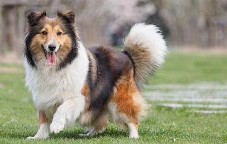 Anjing merupakan hewan sosial sama seperti halnya manusia. Kedekatan pola perilaku anjing dengan manusia menjadikan anjing bisa dilatih, diajak bermain, tinggal bersama manusia, dan diajak bersosialiasi dengan manusia dan anjing yang lain. Anjing memiliki posisi unik dalam hubungan antarspesies.  Kesetiaan dan pengabdian yang ditunjukkan anjing sangat mirip dengan konsep manusia tentang cinta dan persahabatan.     Pemilik anjing sangat menghargai kesetiaan dan pengabdian anjing dan menganggapnya sebagai anggota keluarga sendiri.  Anjing kesayangan bahkan sering diberi nama keluarga yang sama seperti nama pemiliknya.  Sebaliknya, anjing menganggap manusia sebagai anggota kelompoknya. Anjing hanya sedikit membedakan kedudukan sang pemilik dengan rekan anjing yang masih satu kelompok, dan bahkan sering tidak membedakannya sama sekali.  Pernakah anda bermimpi tentang hewan ini, misalnya mimpi digigit anjing? kira-kira mengandung arti apa ya? Untuk itu dibawah ini ada ulasan mengenai mimpi tentang anjing dilengkapi angka jitunya. 