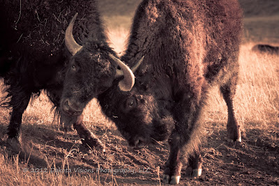 Buffalo Bison Fighting in Custer State Park by Dakota Visions Photography LLC Black Hills SD www.dakotavisions.com