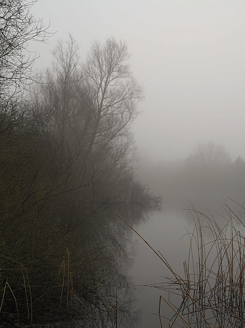 Dead reeds in foreground with large trees in fog behind