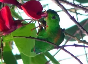 CARA MERAWAT BURUNG SERINDIT AGAR CEPAT GACOR DAN AKANKAH SERINDIT MENJADI TREND ? CARA MERAWAT BURUNG SERINDIT AGAR CEPAT GACOR DAN AKANKAH SERINDIT MENJADI TREND ?