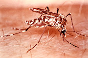 dengue mosquito (aedes aegypti mosquito )