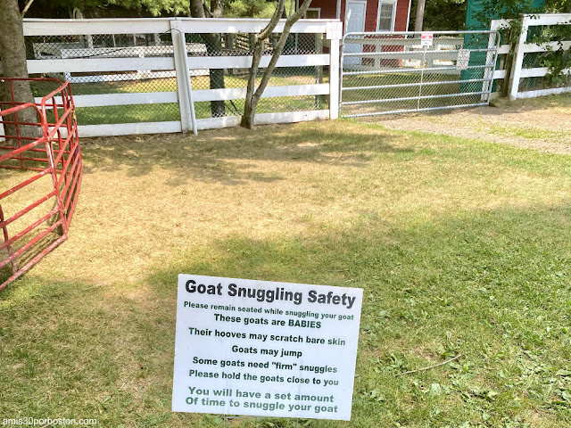 Reglas de los Abrazos a Cabras en Smiling Hill Farm, Maine