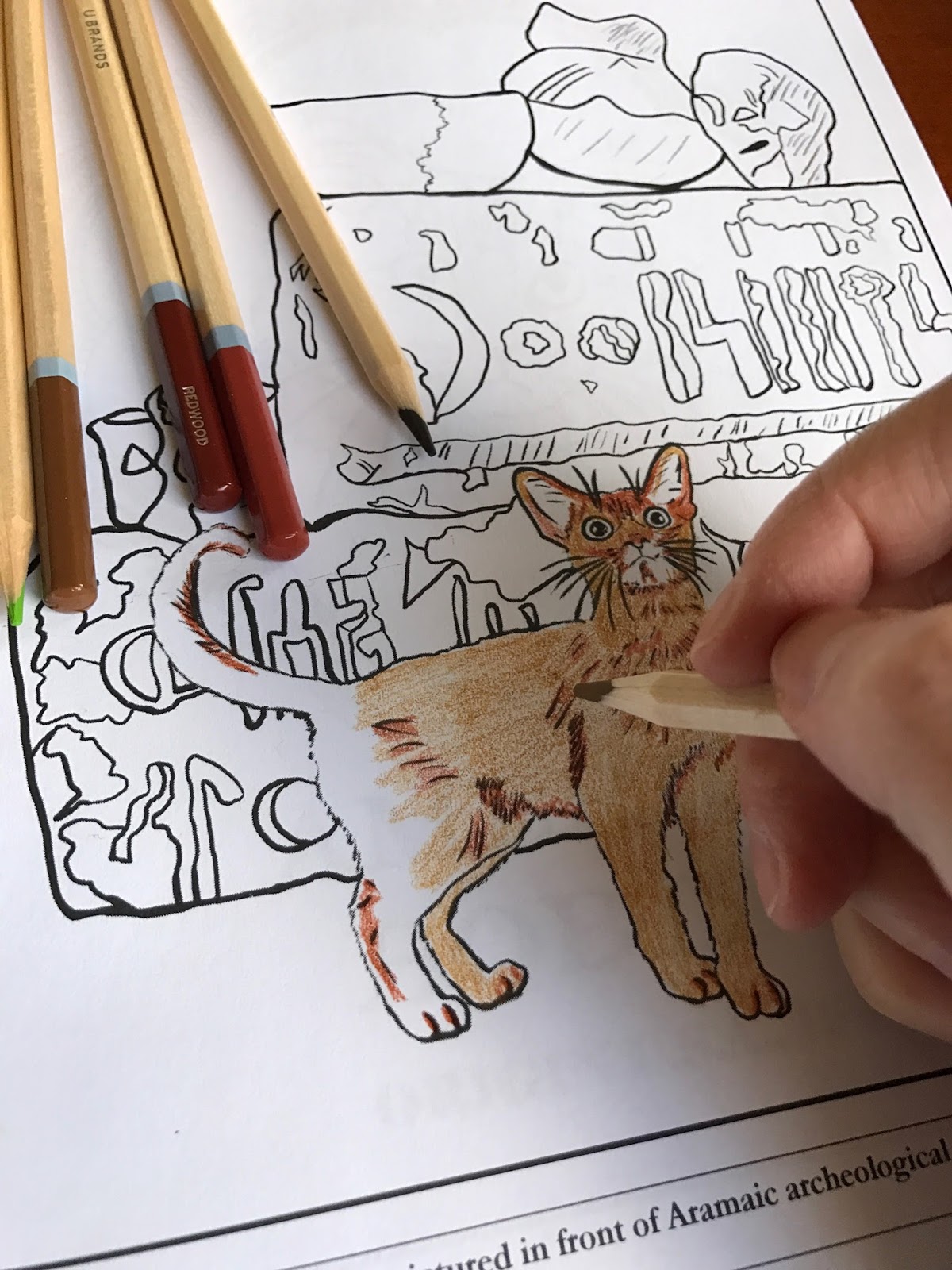 Download The Cuddlywumps Cat Chronicles: Cat Breeds Coloring Book Review, Plus Friendly Fill-Ins
