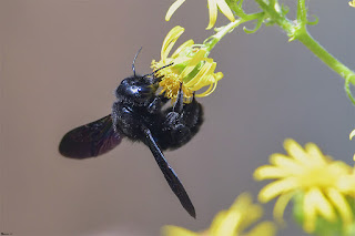 abejorro-carpintero-europeo-xylocopa-violacea-hembra-