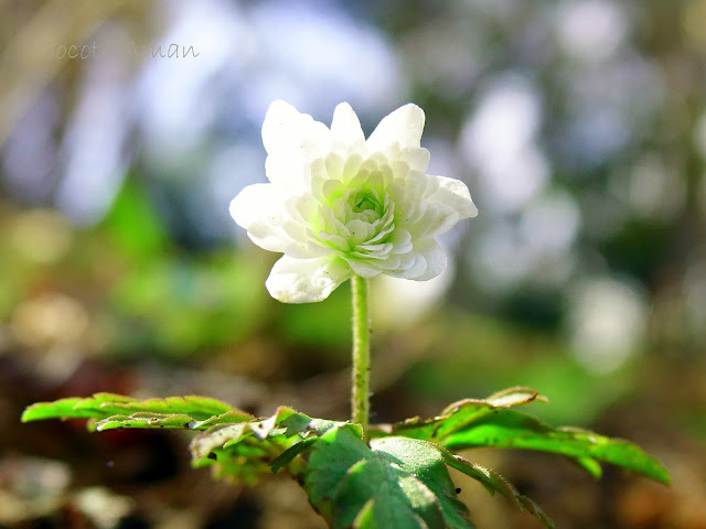 Anemone pseudoaltaica