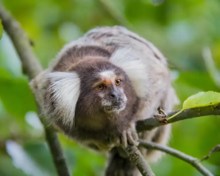 A Common Marmoset Monkey