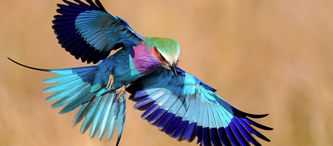 ライラックニシブッポウソウ 14色に輝く世界で最も美しい鳥 N ミライノシテン
