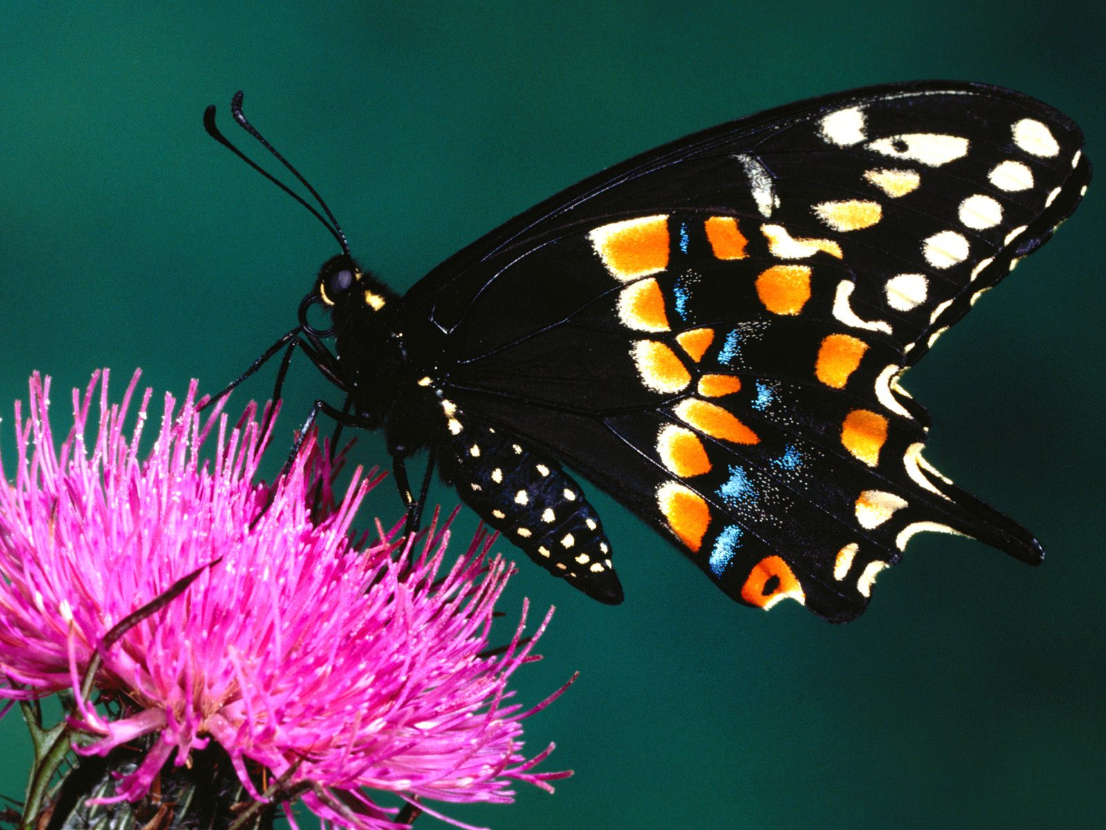 Gambar Kupu Kupu Butterfly Wallpapers