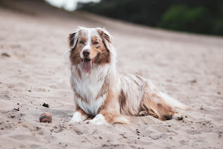 Australian Shepherd (Aussie) History Despite the fact that the name of the breed literally sounds like an Australian Aussie shepherd, in fact, the breed originated in America. The name sounds that way because the ancestors of the Aussi - the Scottish Border Collie - were brought from Australia. In the states, they were crossed with some other breeds, including naturally - through free crossbreeding between neighboring dogs.  The Aussie dog breed was introduced to America around 1840 and was widely used in the western states as a shepherd to help graze livestock in the open spaces. American farmers and settlers greatly valued them for their amazing minds, great devotion, and endurance. Thanks to these qualities, Aussies could endure all the difficulties of life in semi-wild conditions, and provide the person with the necessary support.  During the Second World War, the population decreased significantly, since Aussies were often used in the US Army for various purposes, as a rule - in rescue and courier missions. However, then the breeders quickly restored the normal population of these helpful and good-natured dogs.   Breed characteristics  ·         Popularity                              ********** ·         Training                                 ********** ·         The size                                ***** ·         Mind                                      ********** ·         Security                                 ********** ·         Relationship with children     ******* ·         Agility                                    ****** ·         Shedding                              ******            https://petdogi.blogspot.com/  Breed Information  ·         The country USA ·         Life span 13-15 years old ·         Height Males: 51-58 cm Bitches: 46-54 cm ·         Weight Males: 25-32 kg Bitches: 16-25 kg ·         Longwool Average ·         Color marble red, marble blue ·         Group for children, guard ·           Description Aussie dog has a long coat. The muzzle is elongated, the head is oval, ears of medium length, triangular, hanging down on the sides of the head, but sometimes you don’t notice this because of the coat. The chest is round, voluminous, limbs shorter than average, physique strong, muscular. The tail is long, fluffy.  Personality The Aussi dog breed is open and very friendly, making it an ideal companion for humans. It doesn't matter how old you are - this pet literally recognizes himself as your best friend and period. No more, no less. If you are an elderly person and need a companion who could facilitate everyday life, the Aussi breed will be an excellent choice.  If you have a large family with many children, Aussies will also perfectly integrate into your daily life. This is a hardworking breed that is happy in alliance with a person when it has the opportunity to be useful. If there are no walks or useful functions, the dog will begin to get bored, her appetite will deteriorate. She is wonderful for children, has a high level of intelligence and understands the situation in the family, feels the emotional state of the owners.  This allows the dog to literally guess your desires, as well as relieve tension, which from time to time appears in any family. The Aussi dog breed has a high level of energy, it is an axiom. So, she needs a daily walk for at least an hour, and if possible, then longer. Do not even hope that you can avoid this fate in the winter - regardless of the time of year, the Aussi breed must realize its energy potential, otherwise, it will negatively affect the character of the dog.  These pets are well suited for living on the territory of a private house - the ability to be in the fresh air, have a certain level of activity for the whole day, and also a sufficiently thick coat allows the dog to not freeze even in winter frosts. Another thing is that it is not worth expecting from an Aussi dog to perform guard and protective functions on an equal footing with, say, Alabama.  This is not only a matter of physical data but also of natural inclinations because Aussies are much more friendly dogs, including strangers. Other animals are perceived normally, treats children very well, which is facilitated by the innate instinct of the shepherd who watches over the herd and is ready to give her life for him. As a watchman who is able to raise an alarm and try to stop intruders, an Aussi dog can be used. Also, this is a great companion for a person of any age and marital status.  Training It is easy to train and raise an Aussie dog - this is facilitated not only by an innate intelligence but also by an instinctive desire to please the owner. In addition, the dog needs activity not only for the body, but also for the mind, and training just provides the necessary food.  These pets can even be trained in complex teams, given the specifics of their content. That is, in other words, if the Aussie dog is a companion of a person with disabilities, it is quite reasonable to teach her teams that will greatly simplify the life of the owner.  The dog can bring a phone, slippers, can open the door if it is equipped with a special lock, can serve various items, and can be used as a guide dog. In the learning process, it’s enough to maintain patience, a sense of humor, sincerity, and kindness, and your four-legged friend will definitely reciprocate.  Care The Aussi dog breed has a thick coat that needs to be combed 2-3 times a week. Claws need to be trimmed three times a month, a dog needs to be bathed once every two weeks or more often, if necessary. Eyes are cleaned of deposits daily, ears are cleaned three times a week.  Common diseases Like any other breed, Aussi has a tendency to certain diseases, which include: hip dysplasia is a hereditary disease; elbow dysplasia is also a hereditary disease characteristic of large breed dogs; epilepsy - can be inherited; deafness is quite common in this breed; osteochondrosis; progressive retinal atrophy; cataract; Collie eye anomaly is a hereditary disease that can lead to blindness in some dogs. Usually, this happens by 2 years of age, and it is diagnosed by a veterinary ophthalmologist. There is no cure for this anomaly, but, as noted above, blind dogs can do very well using their other feelings; allergy; Sensitivity to certain types of pain medication is usually observed in cattle breeds, the Australian Shepherd and Collie are no exception.