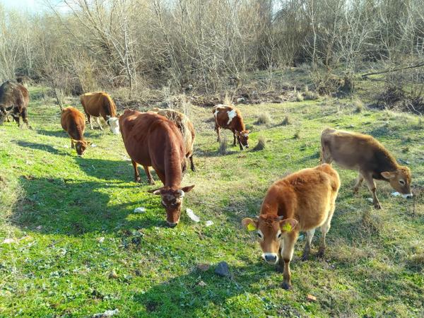 Wonderful Cow Protection Program in Bulgaria