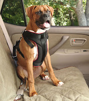 Dog Seat Belt Harness2