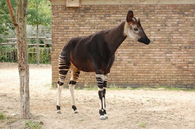 Okapi facts and information