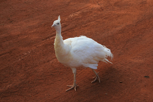 White Peacock Sandfire Roadhouse Western Austraila - © CKoenig