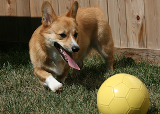 Pembroke Welsh Corgi Wallpaper