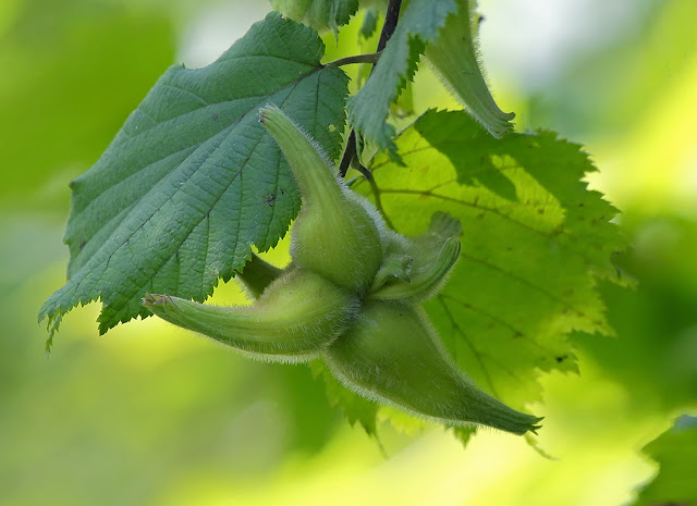 Лещина маньчжурская (Corylus mandshurica, =Corylus sieboldiana var. mandshurica)