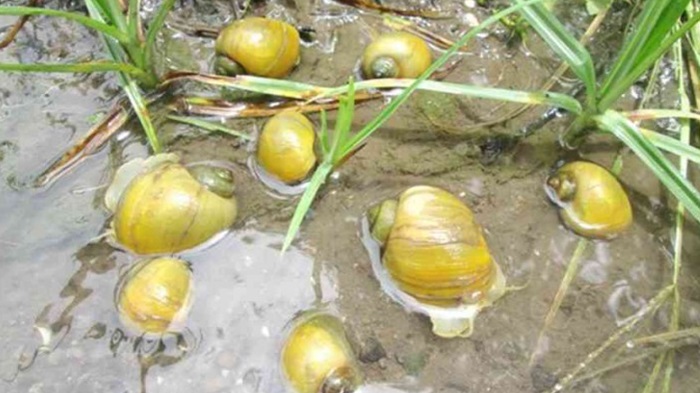 Manfaat keong untuk pakan bebek